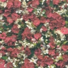 ЯБЛОНЕВЫЙ ЦВЕТ