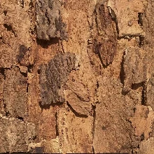 ФОРМЕНТЕРА