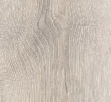 ДУБ АСКАДА ВЫБЕЛЕННЫЙ