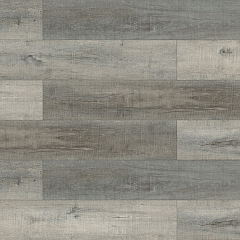 ДУБ ПЛАТИНОВЫЙ