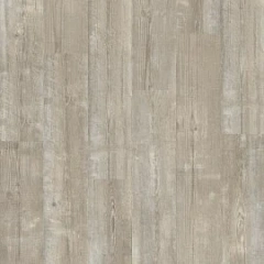 СОСНА УТРЕННИЙ ТУМАН