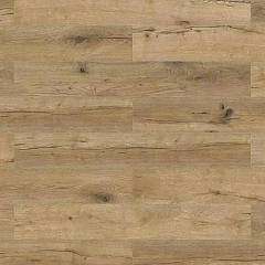 ДУБ БРИСБЕН