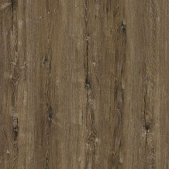 ДУБ МИЛЛЕНИУМ