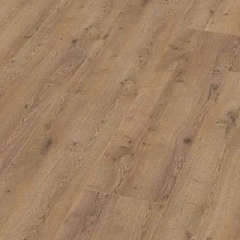 ДУБ НЕБРОСКИЙ